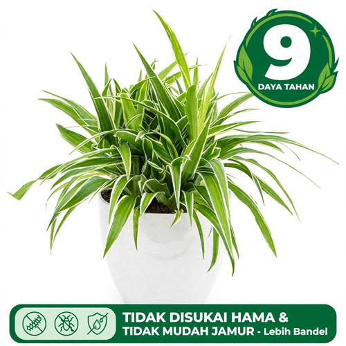 tanaman pengganti rumput