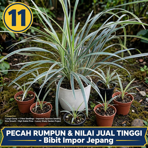 jual tanaman hias taman tahan panas