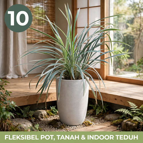 jual tanaman hias taman