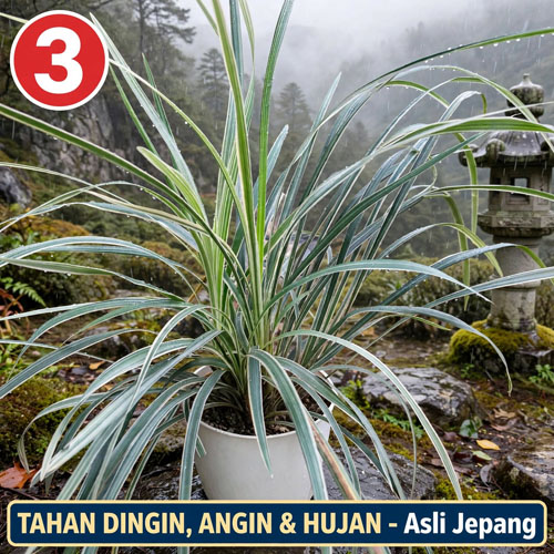 tanaman tahan panas 