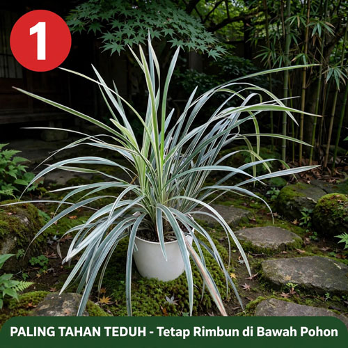 jual tanaman tahan panas 