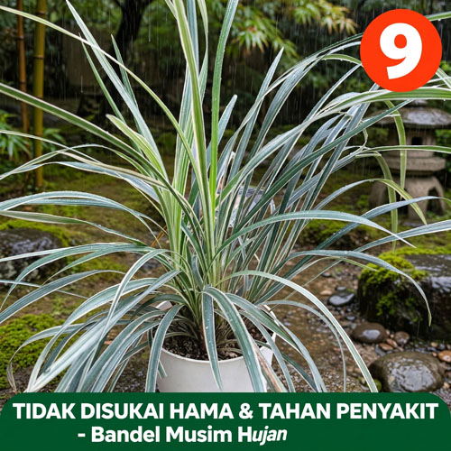 tanaman taman