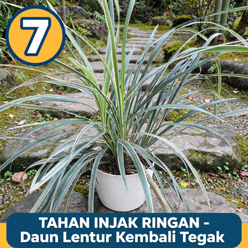 tanaman hias taman