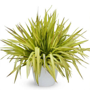Phormium