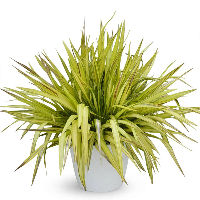 Phormium