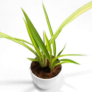 New Zealand Flax