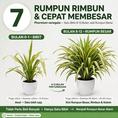 tanaman hias New Zealand Flax
