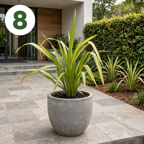 tanaman Phormium