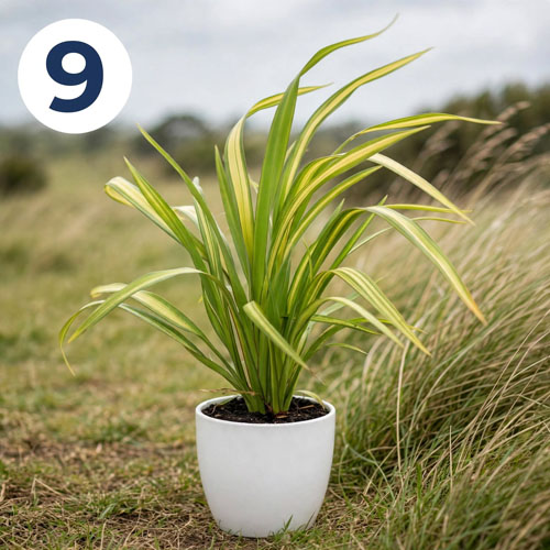 tanaman hias Phormium
