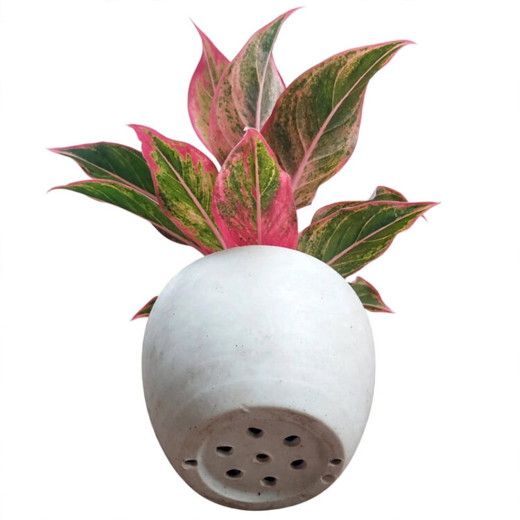 aglonema lipstik pink