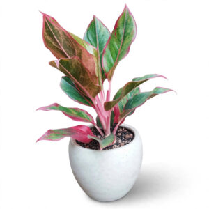 aglonema lipstik