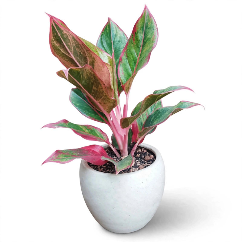 aglonema lipstik