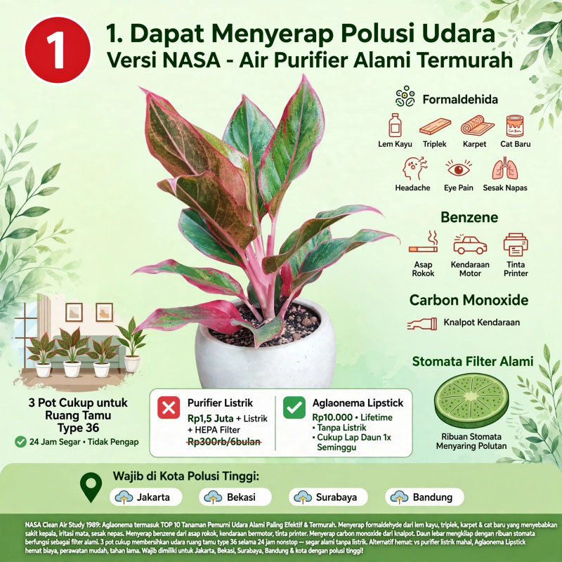 aglonema lipstik