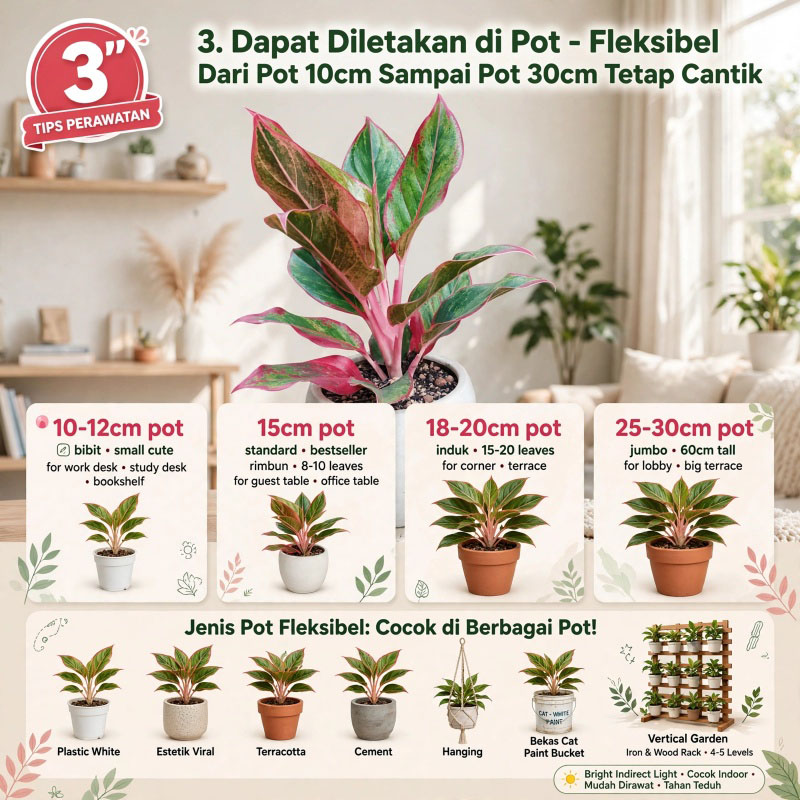 tanaman hias aglonema lipstik