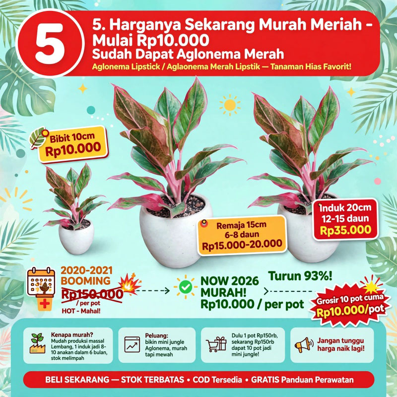 tanaman aglo lipstik merah