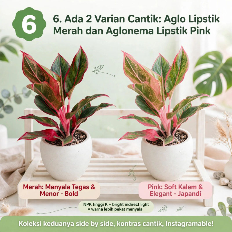 aglonema lipstik pink