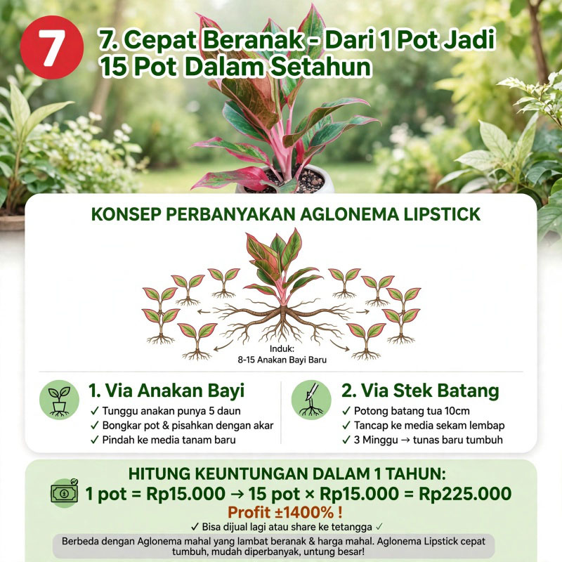 tanaman aglonema lipstik pink