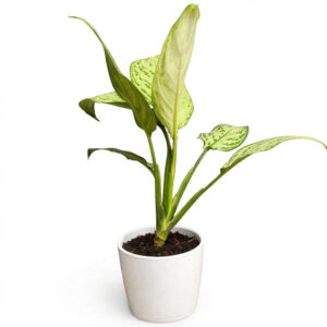 aglonema silver queen