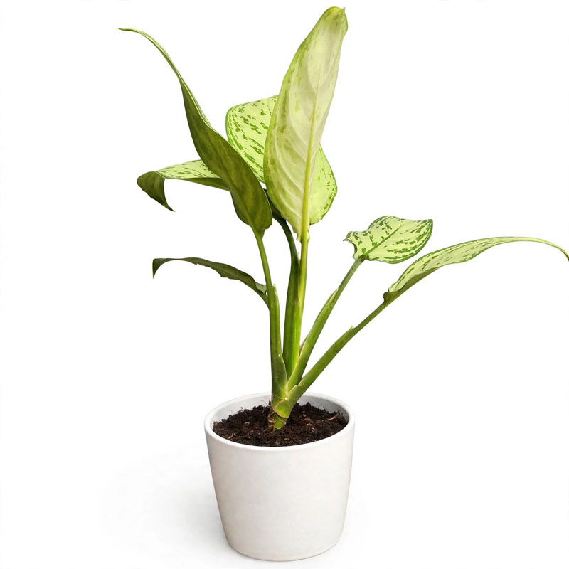 aglonema silver queen