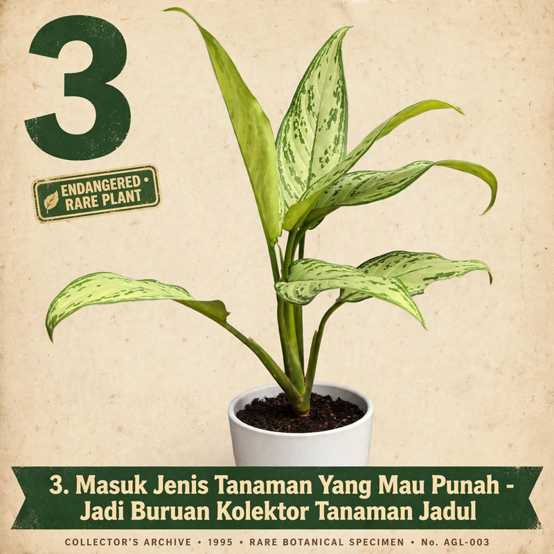 tanaman aglonema silver queen