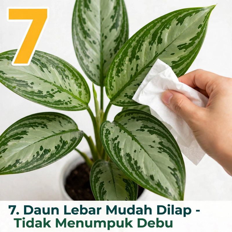 tanaman hias aglonema silver queen