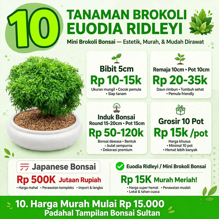 jual brokoli hijau