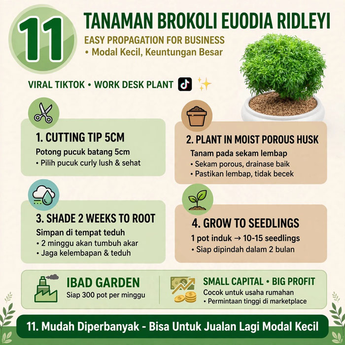 jual tanaman brokoli hijau