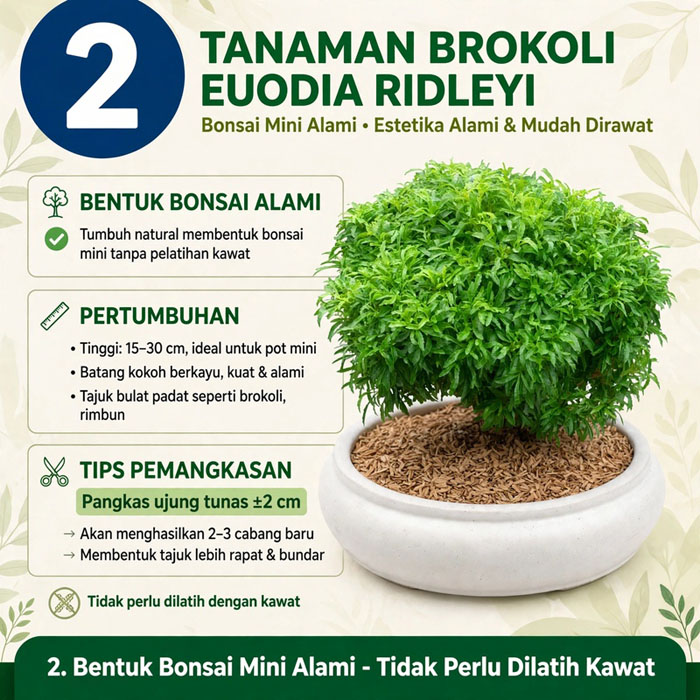 brokoli hijau