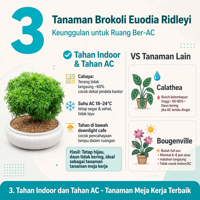euodia ridleyi