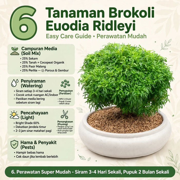tanaman bulat