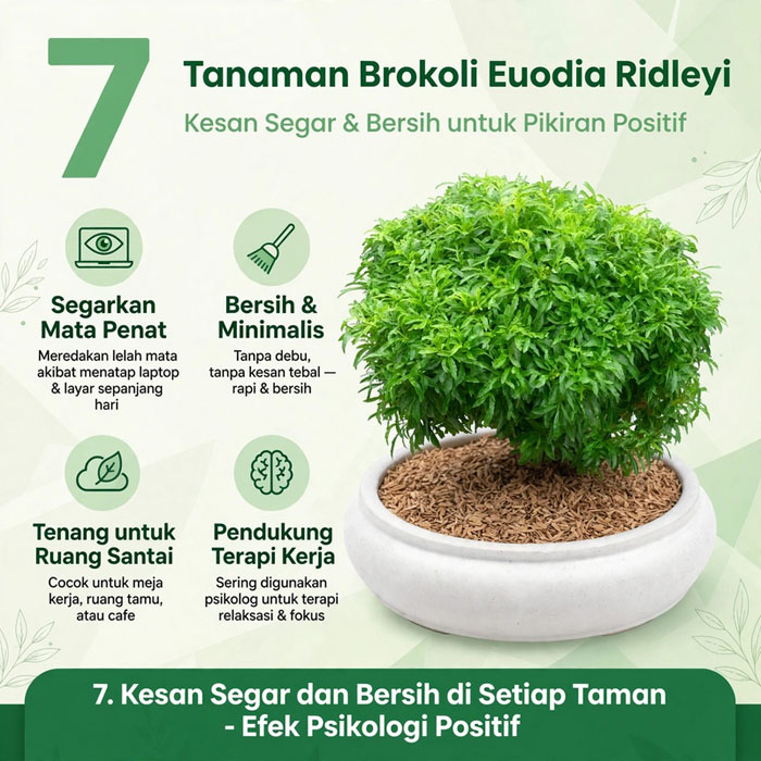 tanaman bonsai