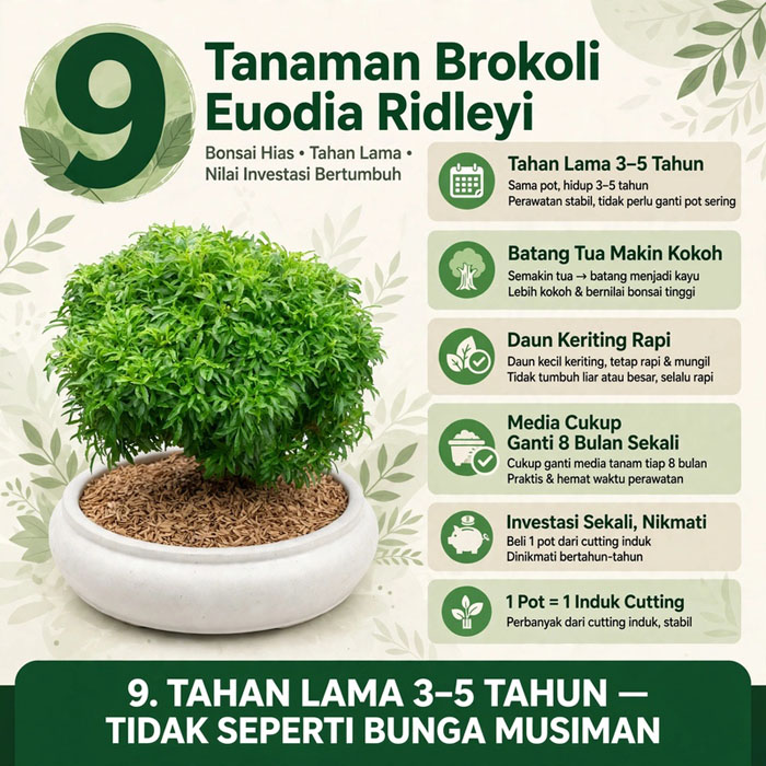 tanaman bulat hijau