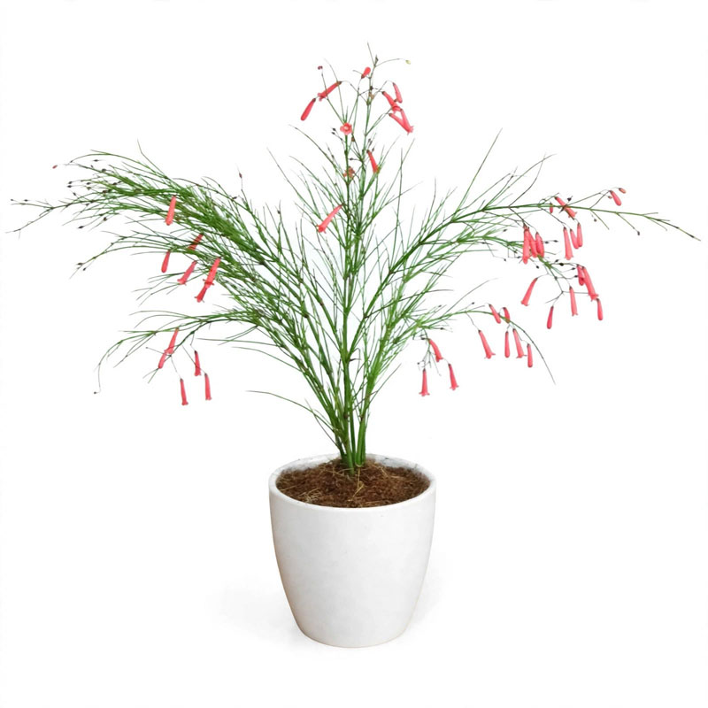 Russelia Equisetiformis