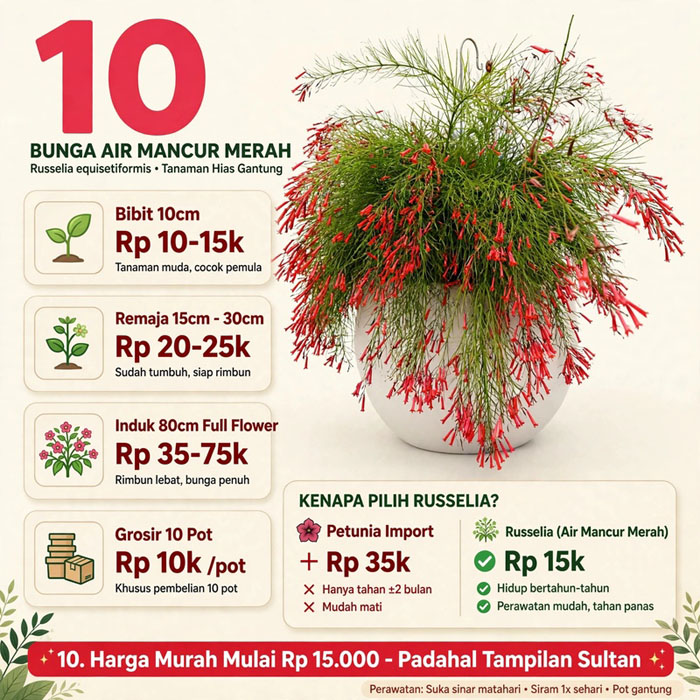 jual Russelia Equisetiformis