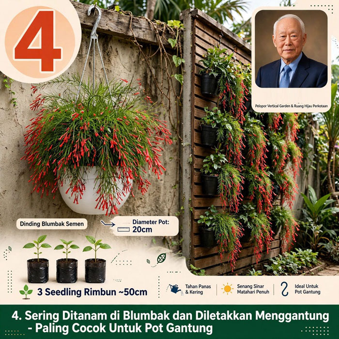 jual Tanaman Air Mancur