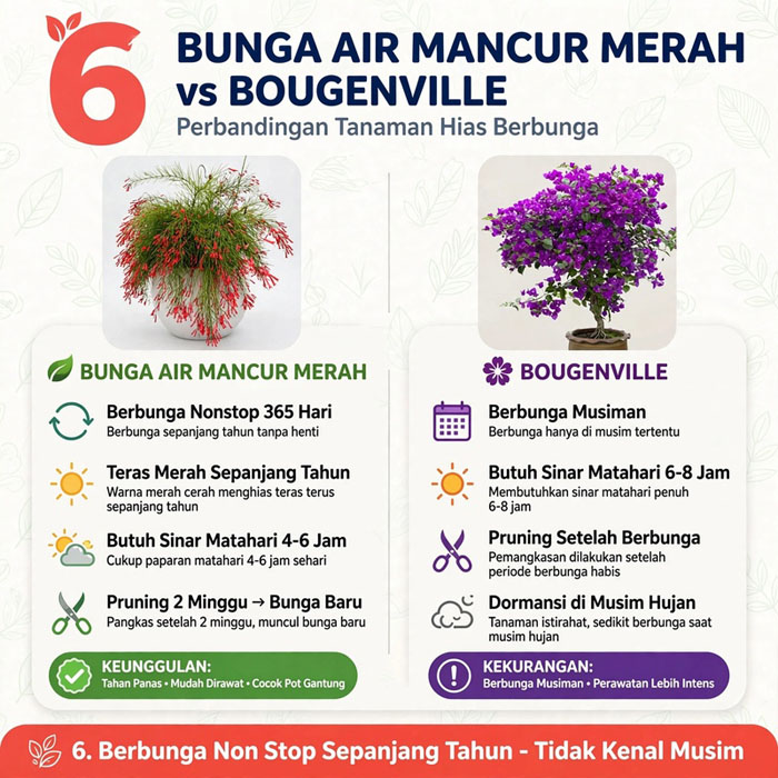 jual Bunga Air Mancur Merah
