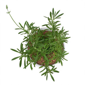 Lavender asli