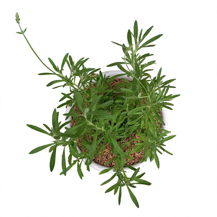 Lavender asli