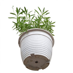 jual Bunga lavender