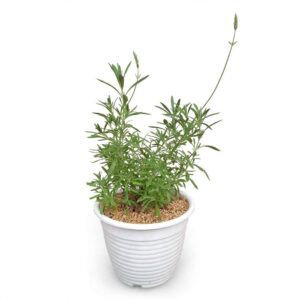 Bunga lavender