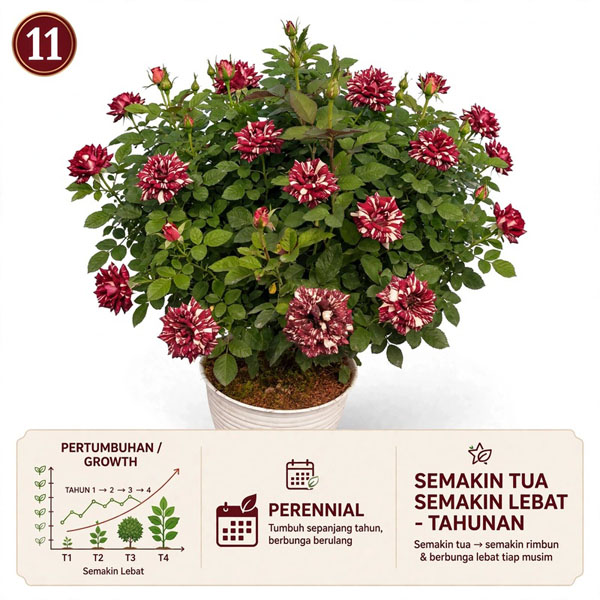 tanaman mawar batik di pot