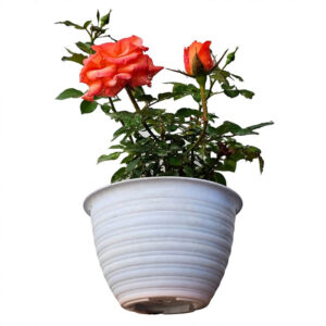 bibit bunga mawar orange