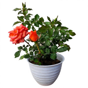bibit tanaman mawar orange