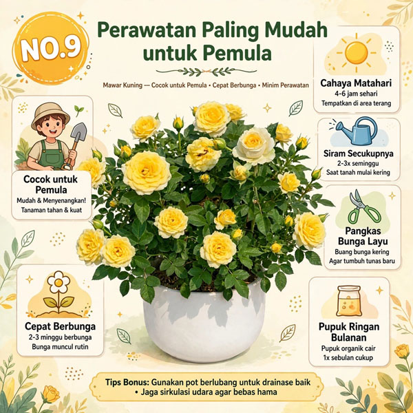 petani bunga mawar
