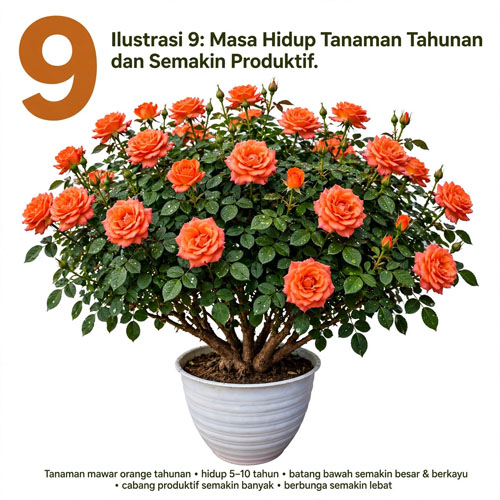 bunga mawar orange