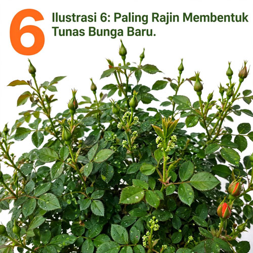 petani mawar orange