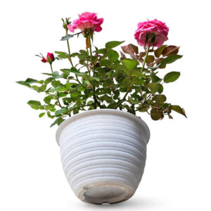 bibit tanaman mawar pink