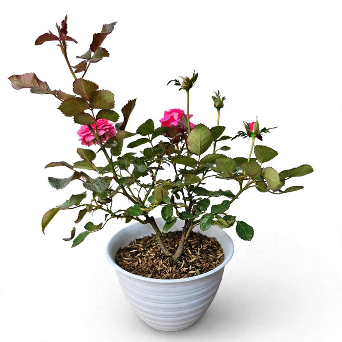 jual bibit tanaman mawar pink