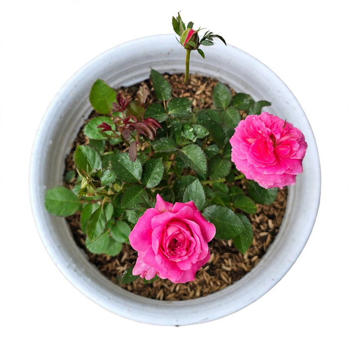 jual mawar pink
