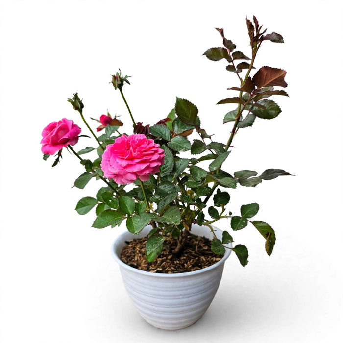 jual bibit bunga mawar pink